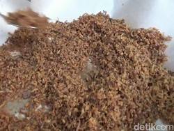 3 Mahasiswa Ini Belajar di Rumah Gegara Corona Sambil Bisnis Abon Pepaya