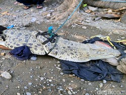 Buaya Muara yang Hebohkan Sukabumi Ditangkap Warga