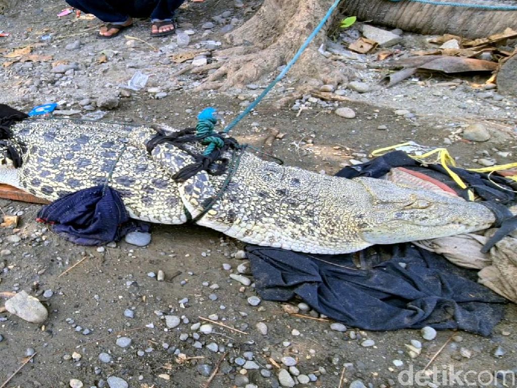 Video Buaya Muara Ditangkap Warga di Sukabumi Video Buaya Muara Ditangkap Warga di Sukabumi