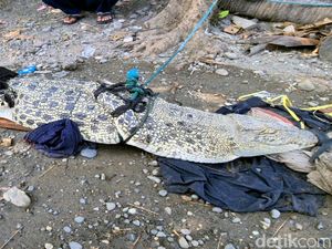 Video Buaya Muara Ditangkap Warga di Sukabumi Video Buaya Muara Ditangkap Warga di Sukabumi