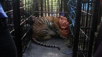 Resahkan Warga, Harimau Sumatera Masuk Perangkap