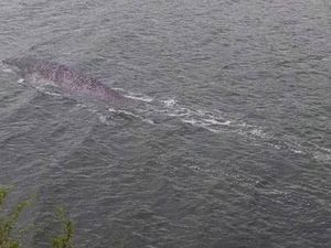 Kecele, Foto Dikira Monster Loch Ness Ternyata Lele