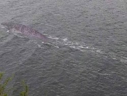 Kecele, Foto Dikira Monster Loch Ness Ternyata Lele