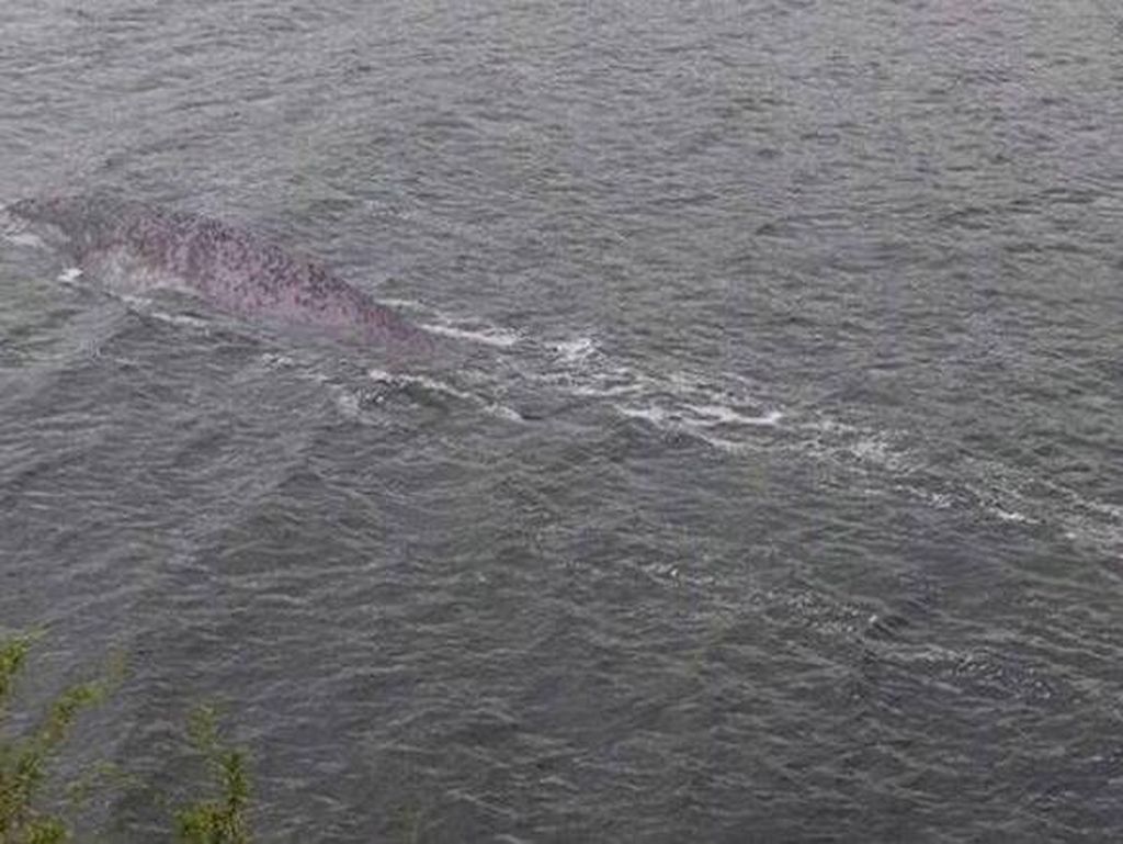 Kecele, Foto Dikira Monster Loch Ness Ternyata Lele Kecele, Foto Dikira Monster Loch Ness Ternyata Lele