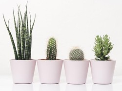 Ini Cara Merawat Kaktus di Rumah yang Penting bagi Pemula