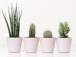 Ini Cara Merawat Kaktus di Rumah yang Penting bagi Pemula Ini Cara Merawat Kaktus di Rumah yang Penting bagi Pemula