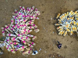 Mau Dijual, Domba Ini Dicat Warna-warni