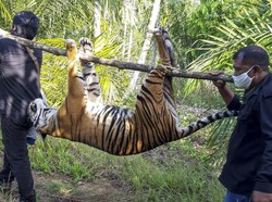 Harimau Sumatera di Riau Ditemukan Mati, Jerat Melingkar di Leher