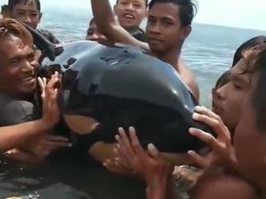 Paus Pembunuh Disebut Lumba-lumba, Diciumin Emak-emak di Sulut