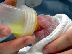 Lucunya! Panda Hadiah China untuk Taiwan Melahirkan Anak Kedua