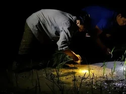 Udara Terlalu Panas, Petani di Vietnam Pilih Tanam Padi di Malam Hari