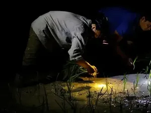 Udara Terlalu Panas, Petani di Vietnam Pilih Tanam Padi di Malam Hari Udara Terlalu Panas, Petani di Vietnam Pilih Tanam Padi di Malam Hari