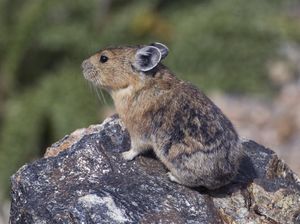 Potret Mamalia Lucu yang Makan Kotorannya Sendiri