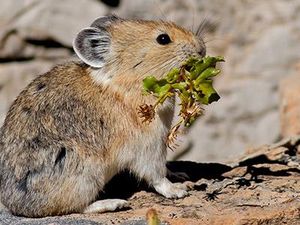 Aneh, Hewan Ini Makan Kotorannya Sendiri Aneh, Hewan Ini Makan Kotorannya Sendiri