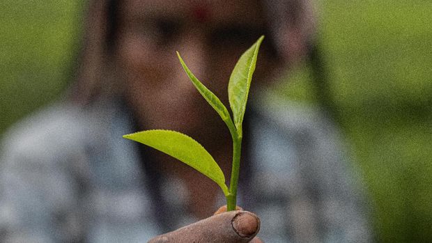 An Indian tea worker displays tea leaves after plucking at a tea garden in Biswanath Chariali district of eastern state of Assam, India, Saturday, June 27, 2020. Assam produces more than 50 percent of India's tea crop. (AP Photo/Anupam Nath)