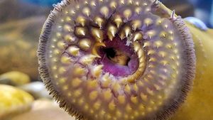 Wujud Ikan Vampir Penghisap Darah