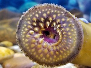 Hiii! Belut Penghisap Darah Muncul di Australia Hiii! Belut Penghisap Darah Muncul di Australia