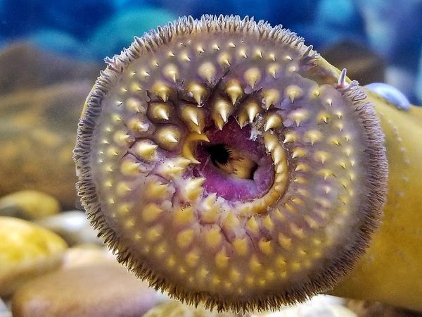 Wujud Ikan Vampir Penghisap Darah