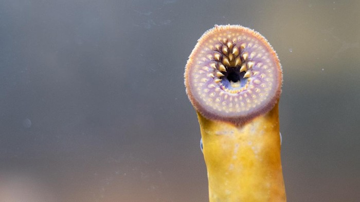 Ikan Vampir Sea Lamprey Ikan Vampir Sea Lamprey penghisap darah ikan lain