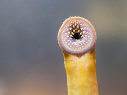 Serbuan Ikan Vampir di Amerika!