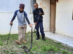 Rumah Ditinggal 5 Bulan, Warga Bekasi Temukan Ular Kobra di Pekarangan
