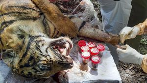 Nekropsi Harimau Sumatera yang Mati di Aceh