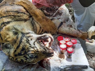 Nekropsi Harimau Sumatera yang Mati di Aceh