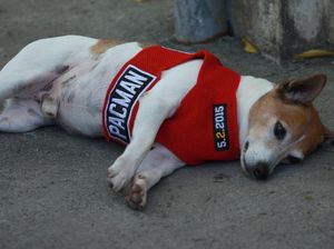 Duh, Anjing Kesayangan Many Pacquiao Mati Terlindas Mobil