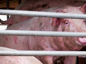 Virus Corona Belum Usai, Ilmuwan China Temukan Virus Baru dari Babi