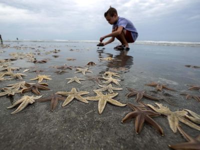Wow! Ribuan Bintang Laut Terdampar ke Pantai