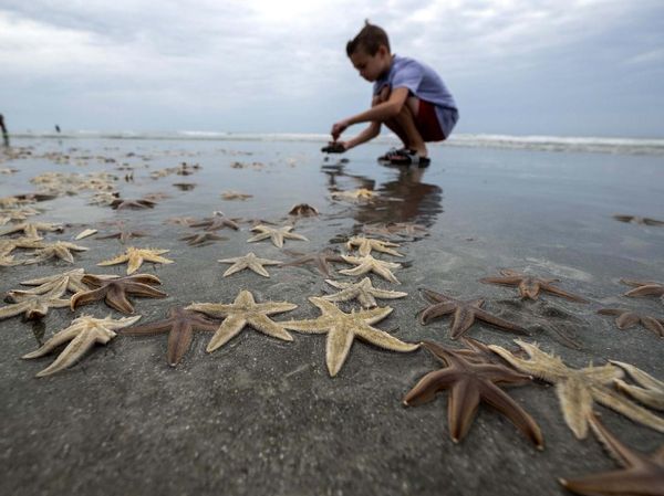Wow! Ribuan Bintang Laut Terdampar ke Pantai