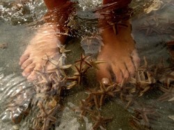 Apakah Bintang Laut Memiliki Mata? Ini Kata Ilmuwan