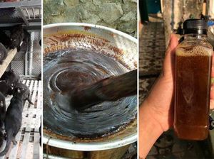 Disebut Jadi Obat Corona, Daging Kucing Hitam Diburu di Vietnam