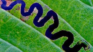 Kumpulan Foto yang Harus Dilihat Baik-baik