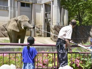 Ditinggal Mati Pejantannya, Gajah Betina Ini Kehilangan Selera Makan