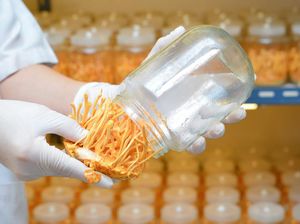 Picu Kiamat Zombie The Last of Us, Jamur Cordyceps Dulu Mau Diuji RI buat COVID