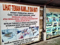 Awas! Jangan Pernah Beri Penyu Makan