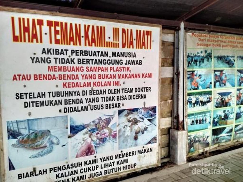 Awas! Jangan Pernah Beri Penyu Makan Awas! Jangan Pernah Beri Penyu Makan