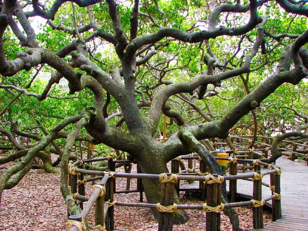 Foto: Penampakan Pohon Jambu Mede Terbesar Sedunia