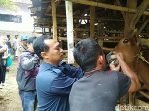 Jelang Idul Adha, Penjualan Hewan Kurban di Ciamis Naik 100 Persen