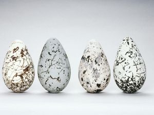 5 Telur Unggas yang Punya Warna Cantik dan Tampilan Indah