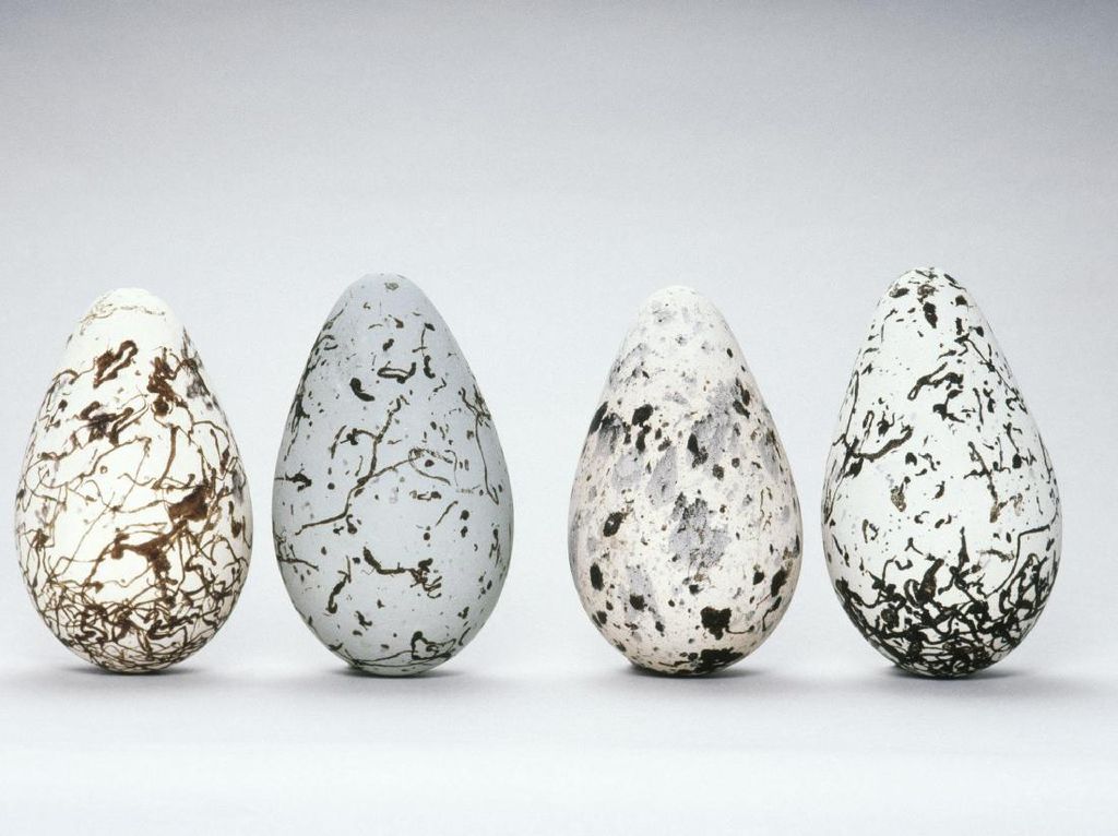 5 Telur Unggas yang Punya Warna Cantik dan Tampilan Indah 5 Telur Unggas yang Punya Warna Cantik dan Tampilan Indah