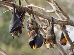 Makan Daging Kelelawar, Ini Bahaya dan Manfaatnya