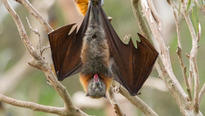 610786558 Close up shot of a bat yawning. You can clearly see the animals tongue. This is a fruit bat and the shot was taken in Melbourne, Australia.
