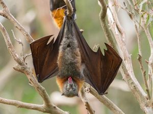 Mengungkap Rahasia Kelelawar Bisa Kebal dari Infeksi Virus Corona