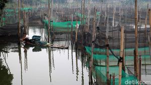 Intip Geliat Budidaya Ikan Hias di Bogor