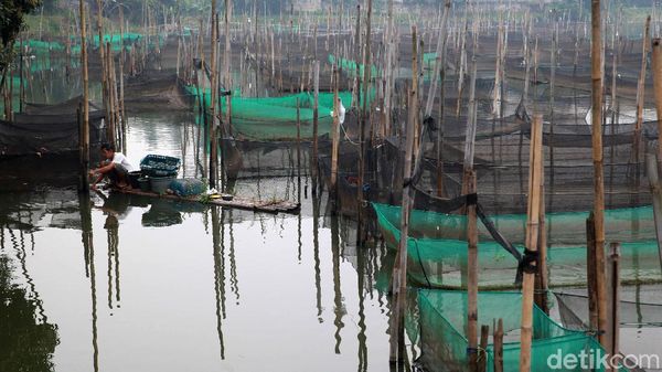 Intip Geliat Budidaya Ikan Hias di Bogor