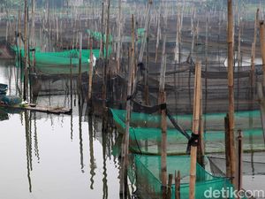 Intip Geliat Budidaya Ikan Hias di Bogor