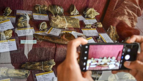 Ciamis Punya Beragam Fosil Hewan Purba Berusia Ribuan Tahun Lho