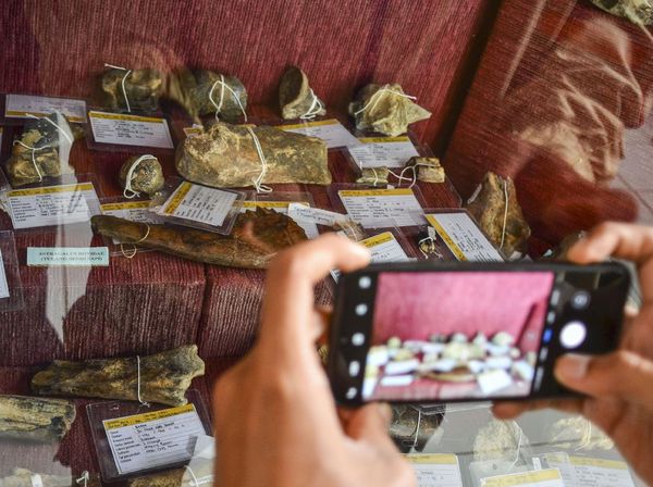 Ciamis Punya Beragam Fosil Hewan Purba Berusia Ribuan Tahun Lho